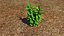 Plant herb