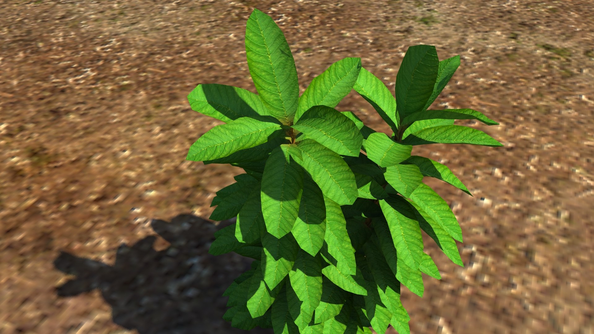 3d herb plant https://p.turbosquid.com/ts-thumb/TV/yceX0r/aL8CG2VV/2/jpg/1462615491/1920x1080/fit_q87/a0433569e782ed729871368f1684c9f851c7e1da/2.jpg