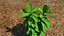 Plant herb