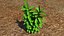 Plant herb