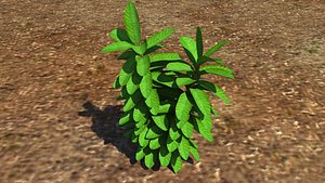 Plant herb