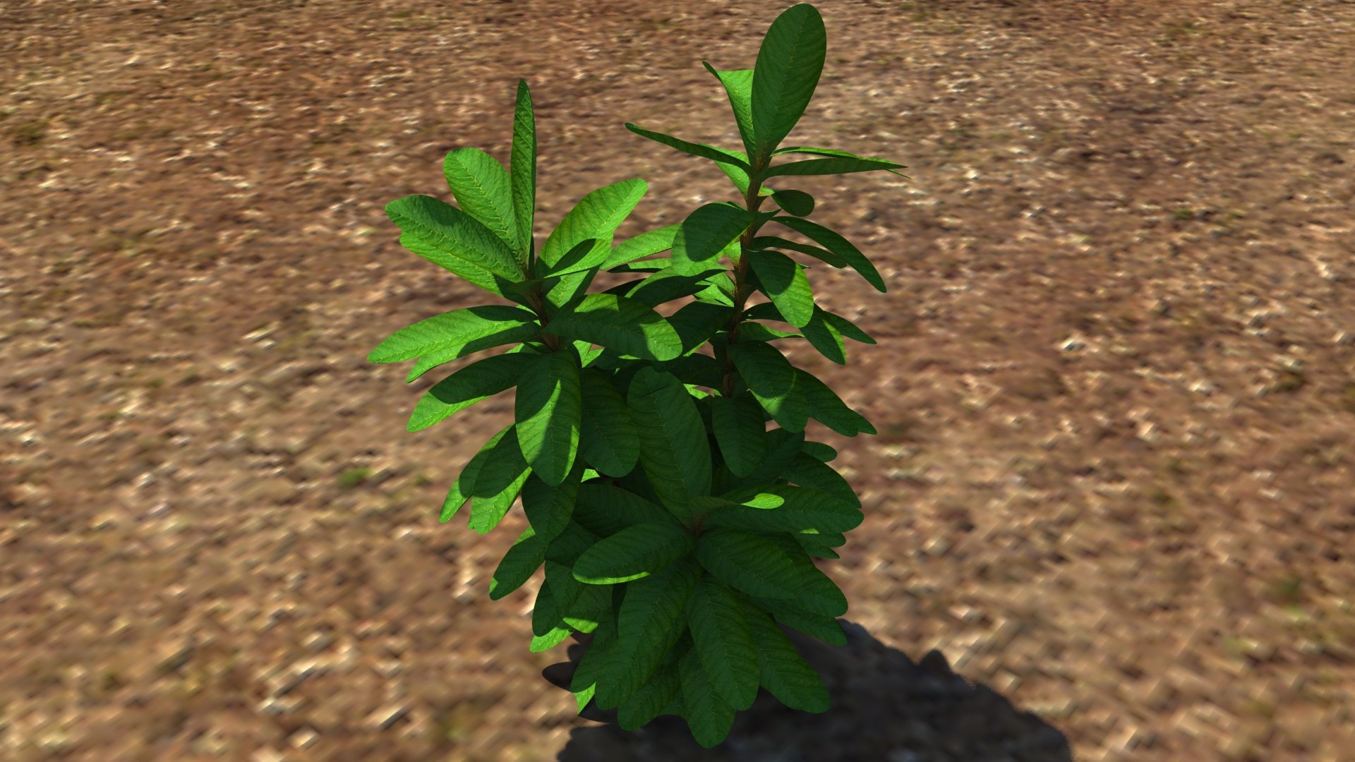 3d herb plant https://p.turbosquid.com/ts-thumb/TV/yceX0r/nZnSXuGl/4/jpg/1462615491/1920x1080/fit_q87/0d74da29ce151432c4ce8b237abd797860d9bb48/4.jpg