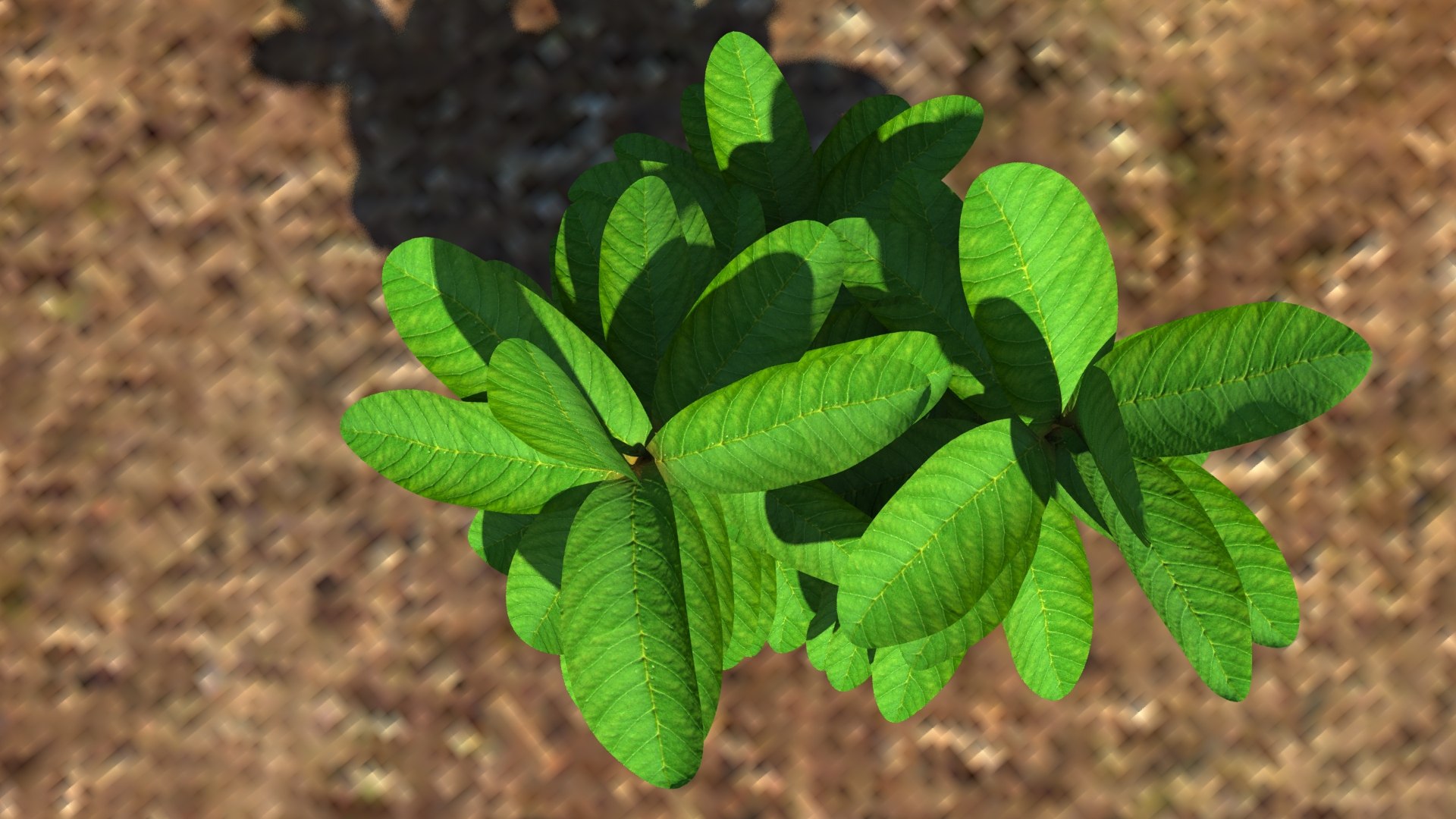 3d herb plant https://p.turbosquid.com/ts-thumb/TV/yceX0r/uv3iReqt/1/jpg/1462615491/1920x1080/fit_q87/7e20bd415fb9898858d7f447886dbabd71cb4416/1.jpg