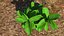 Plant herb