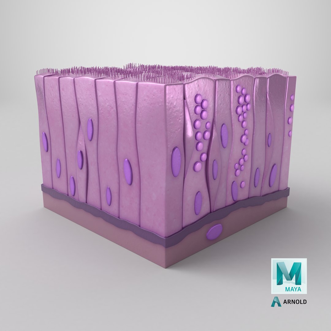 Ciliated Epithelium 3D model https://p.turbosquid.com/ts-thumb/TW/18inrc/18/stemcell_maya_arnold_render/png/1717755174/1920x1080/fit_q87/9734fd3827541c8cd6f98ea27754ce06811f3de5/stemcell_maya_arnold_render.jpg