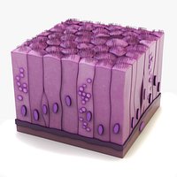 Ciliated Epithelium