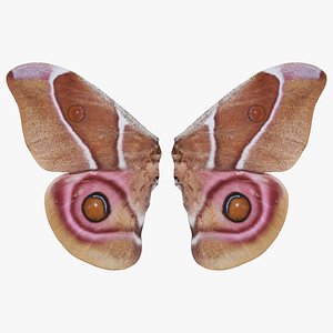 Pink Spotted Hawkmoth Remastered model