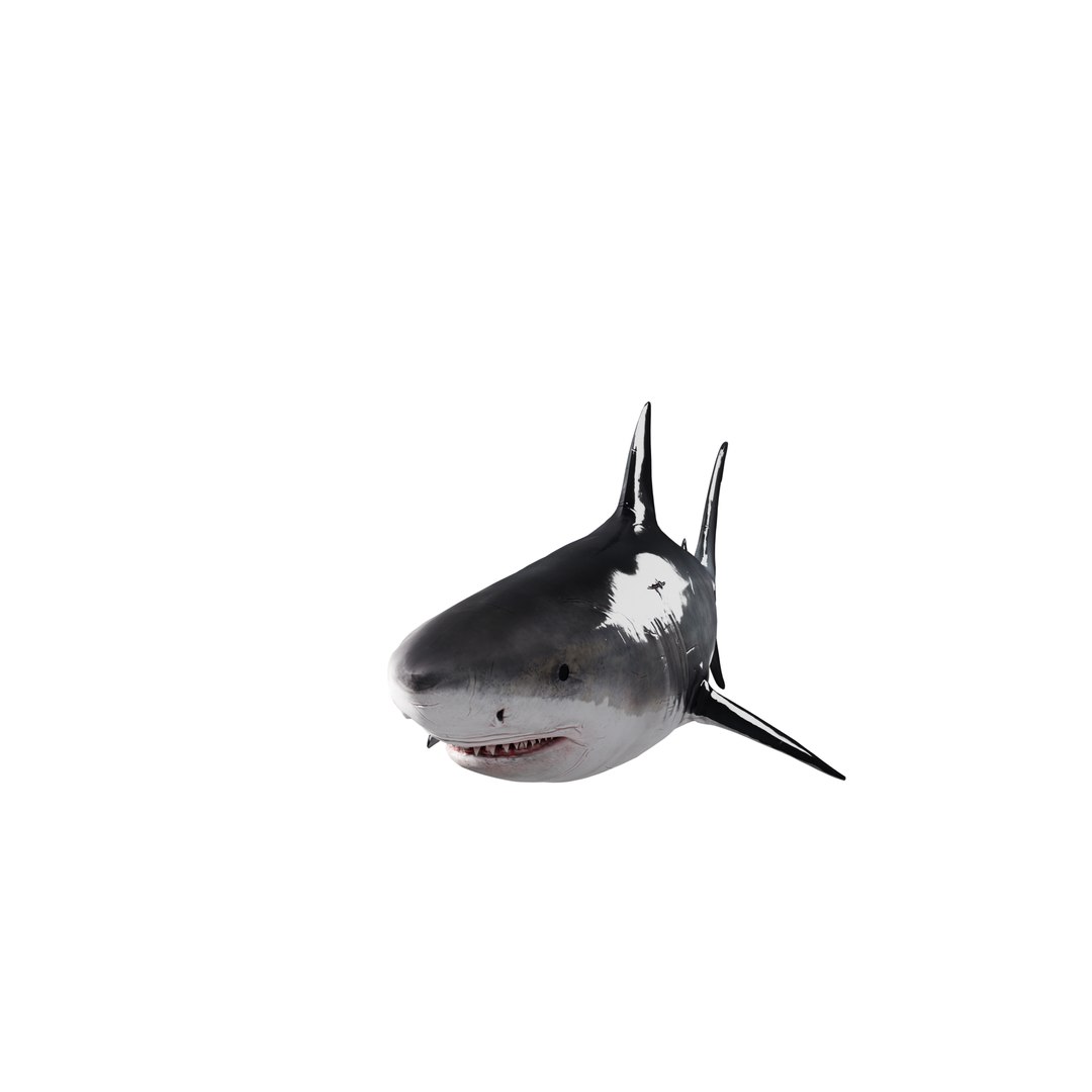 3D Shark Rigged Animated 3d Model - TurboSquid 2350029
