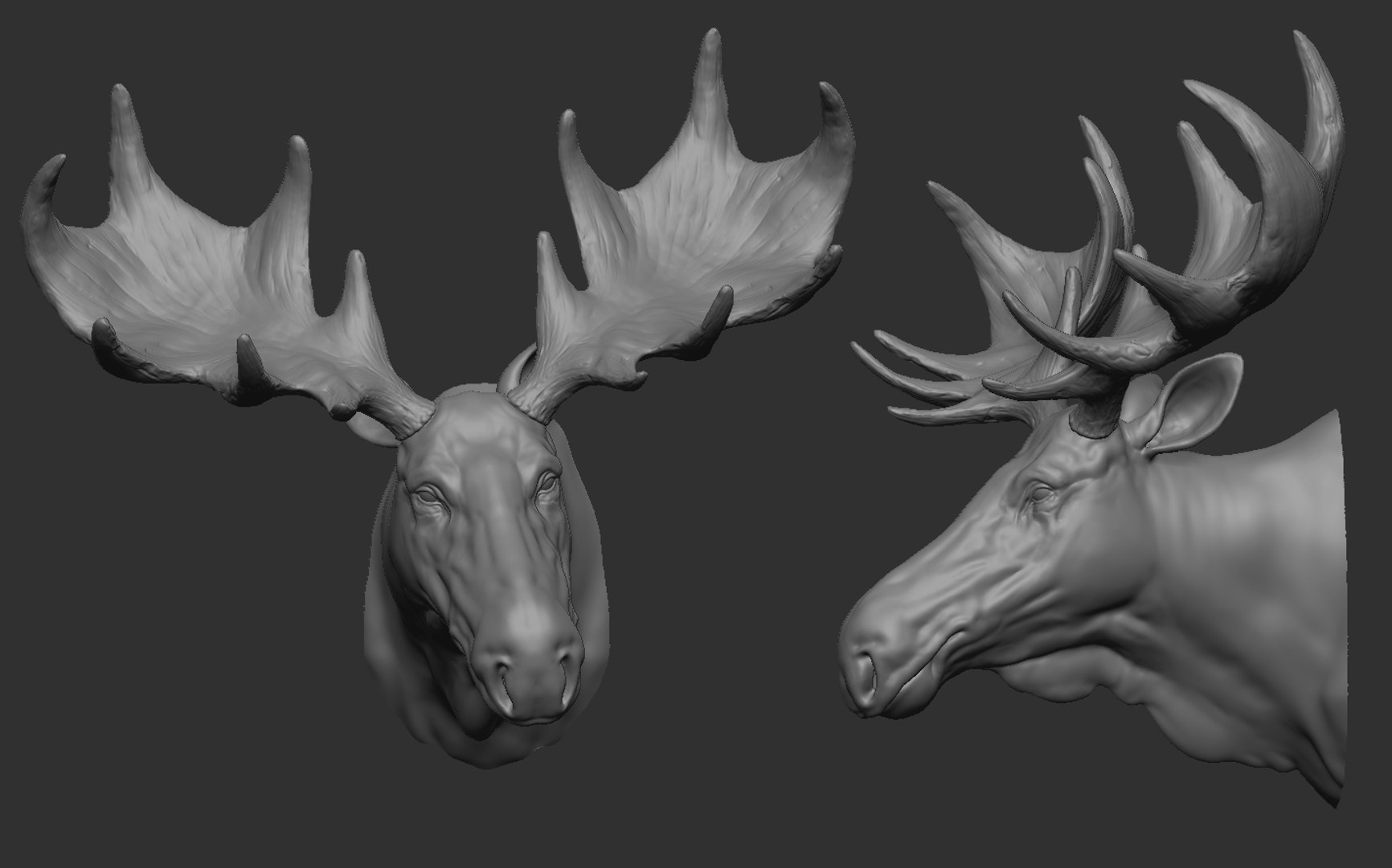 3D Moose Head TurboSquid 2175325 11