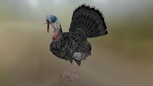 Narragansett Turkey