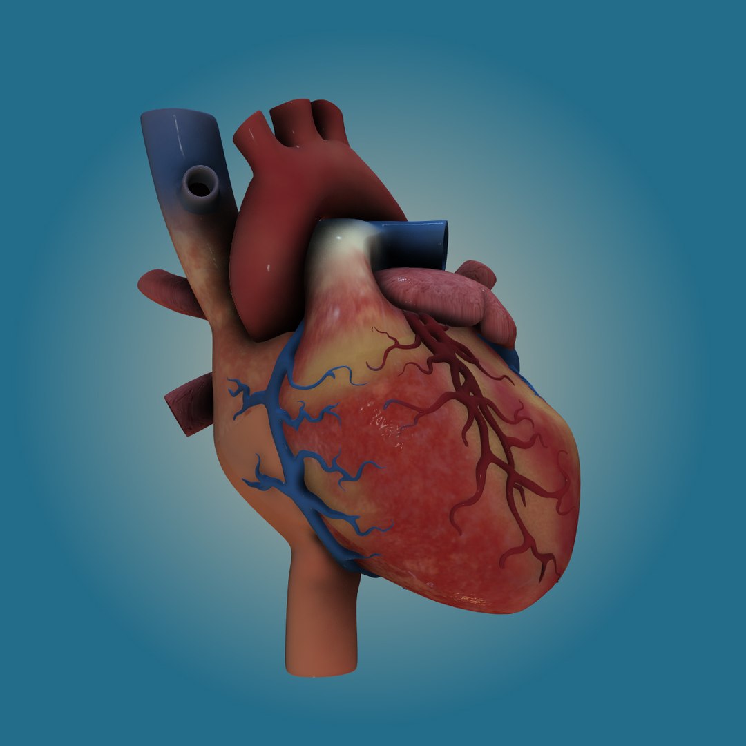 3d lwo human heart https://p.turbosquid.com/ts-thumb/TW/Xs3c74/407Iv2zX/heart_left/jpg/1447940551/1920x1080/fit_q87/209b40a9a6cc29b78d0e0557dda80f6a14605494/heart_left.jpg