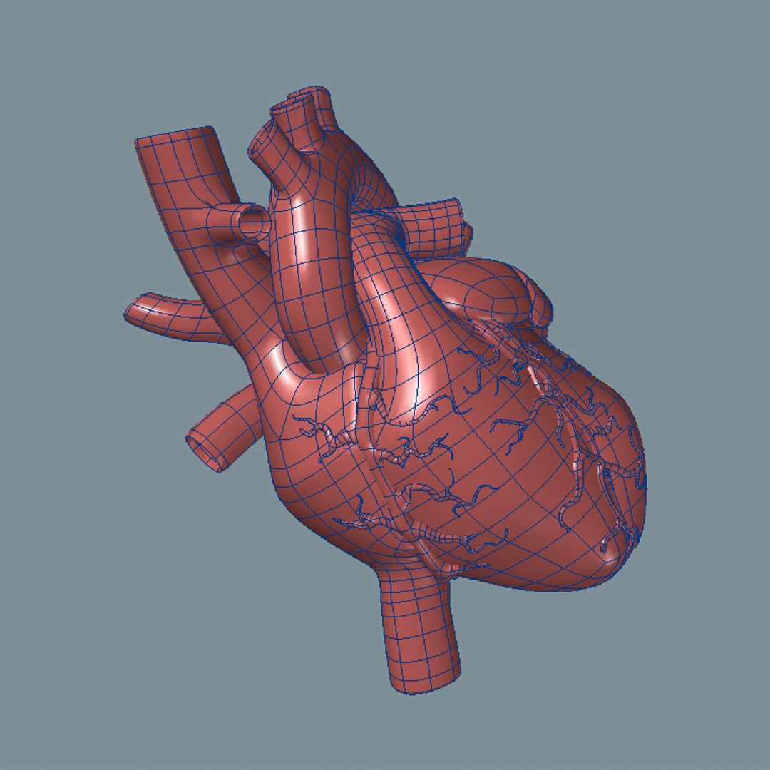 3d lwo human heart https://p.turbosquid.com/ts-thumb/TW/Xs3c74/7ARO2nW9/heart_wf2/jpg/1447979637/1920x1080/fit_q87/67a7a3220a65ecd3a7b5bad0b528c1d600744c07/heart_wf2.jpg