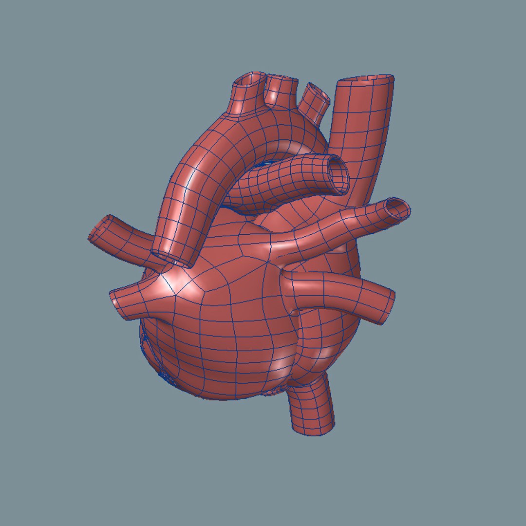 3d lwo human heart https://p.turbosquid.com/ts-thumb/TW/Xs3c74/BifmUYyQ/heart_wf4/jpg/1447979656/1920x1080/fit_q87/0f5c8d238276e7f6a1f3f62d752d71a95b4ce570/heart_wf4.jpg