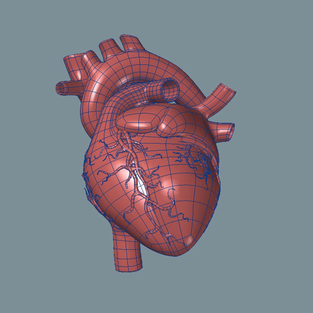 3d lwo human heart https://p.turbosquid.com/ts-thumb/TW/Xs3c74/BtLW9AEO/heart_wf3/jpg/1447979609/1920x1080/fit_q87/eddc55ca0570efaa8abfc08fb36d18ff729567f3/heart_wf3.jpg