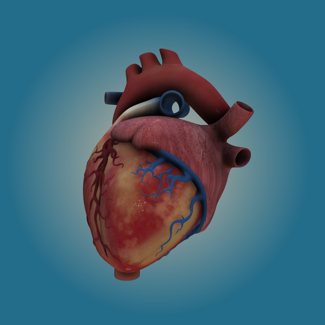 3d lwo human heart https://p.turbosquid.com/ts-thumb/TW/Xs3c74/vJNRmvAy/heart_right/jpg/1447940551/1920x1080/fit_q87/45f40ec067125dd4ca13da6a7244d79563ec36ee/heart_right.jpg
