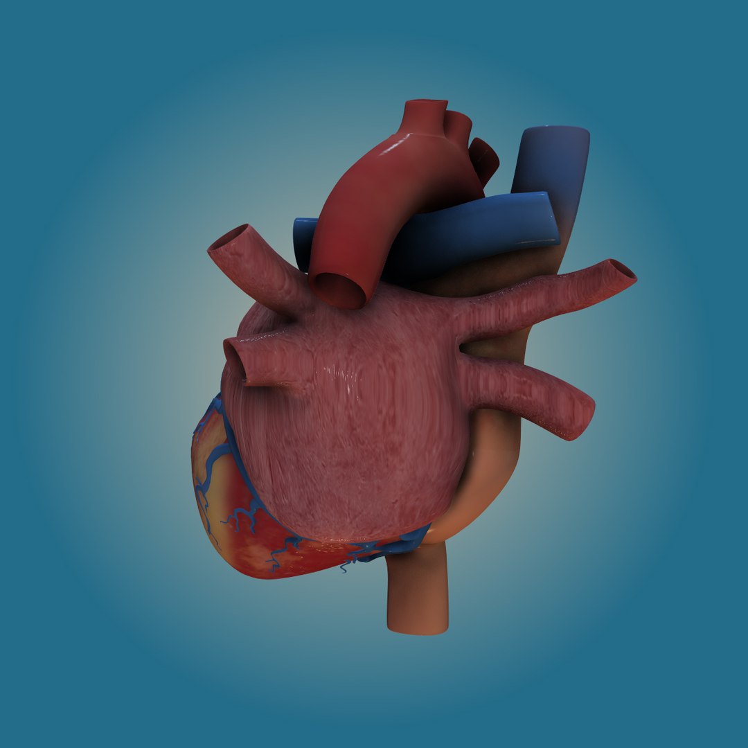 3d lwo human heart https://p.turbosquid.com/ts-thumb/TW/Xs3c74/yidH8pvR/heart_back/jpg/1447940551/1920x1080/fit_q87/37472359a200b82ad2d34e2a5481cdc65f39a1d8/heart_back.jpg