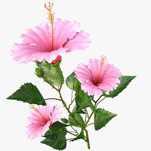 3d model hibiscus pink