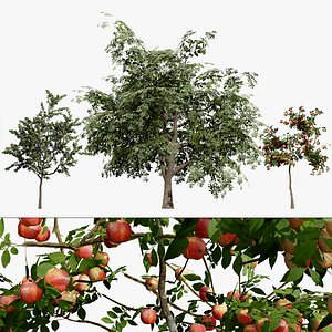 Malus domestica Standard Tree 3D Model Pack 3D model