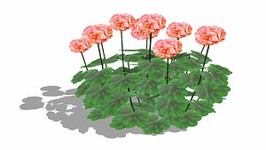 3D model Pelargonium-Geranium-Orange