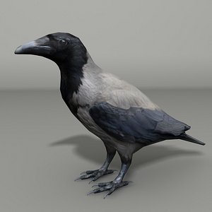 hooded crow 3ds