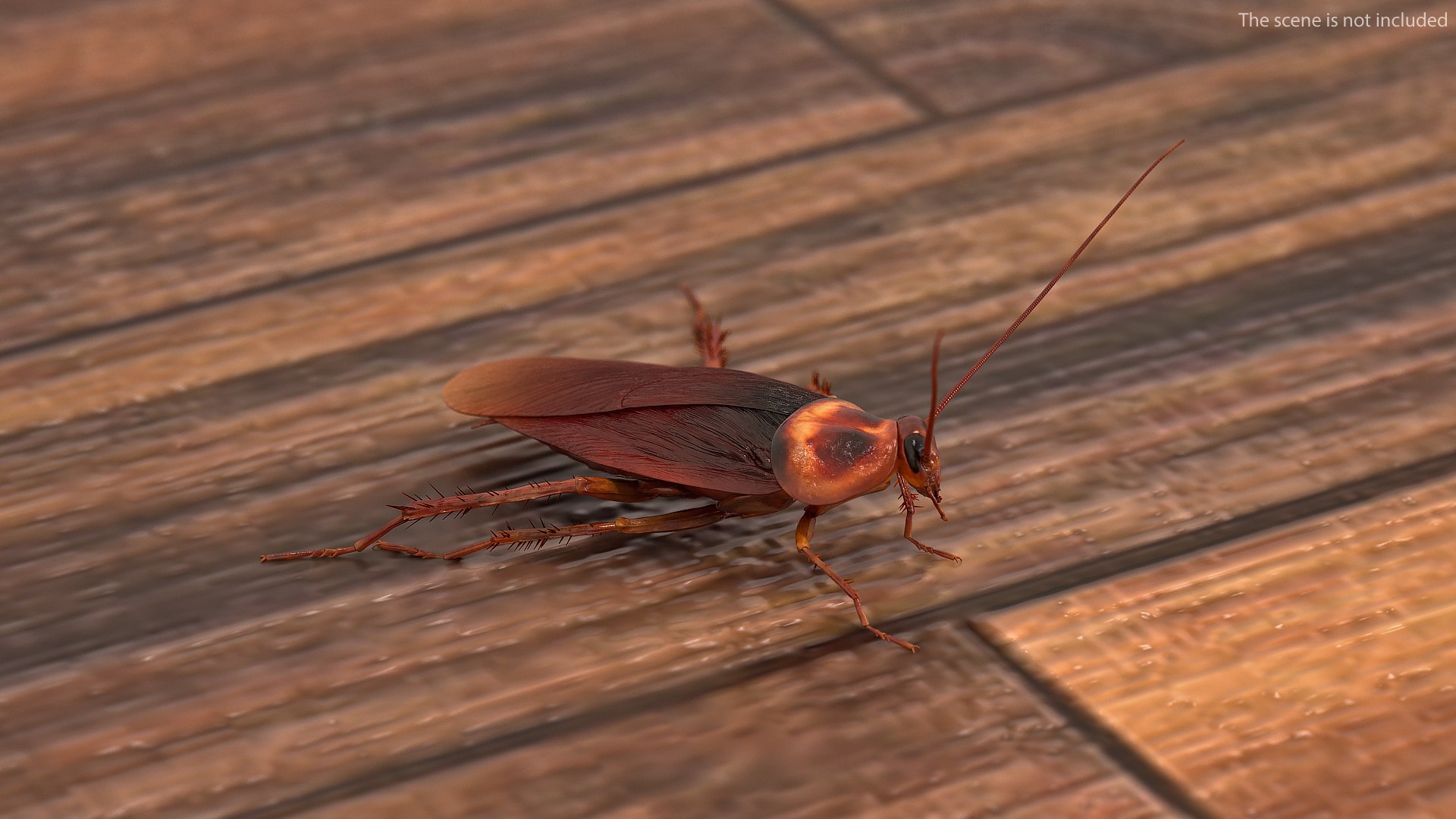 Animated Cockroach Spinning Rigged for Cinema 4D 3D model preview
