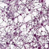Neurons Network