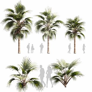 3D Collection plant vol 601 - Bismarckia - Bismarck - Palm - tree - 3Ds max - Cinema 4D - Blender