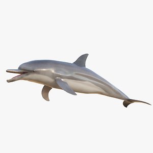 3d rigged bottlenose dolphin