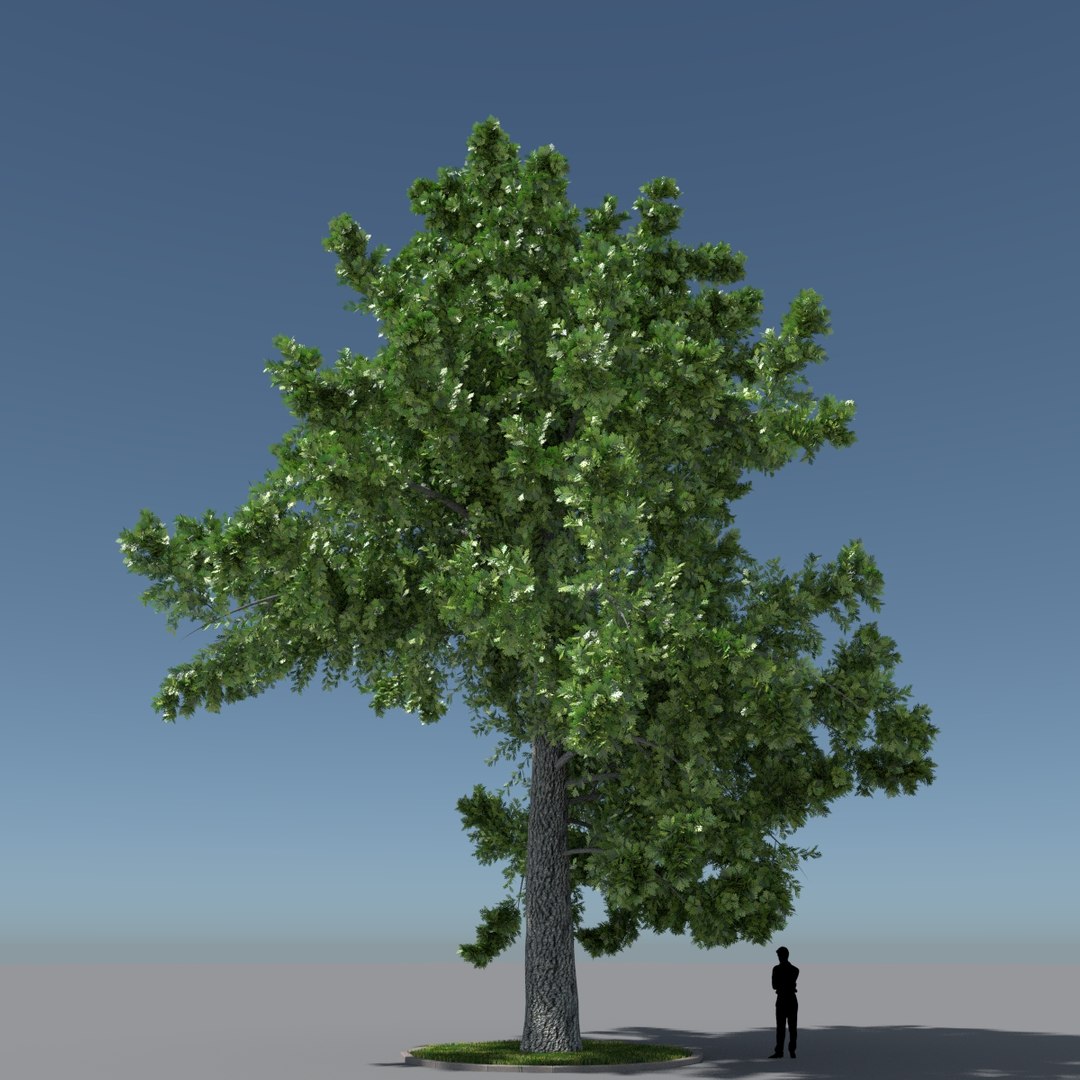 Free Max Model Tree Oak V9