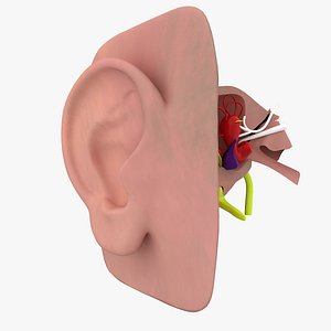 Human Ear