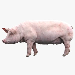 Pig (Rigged)