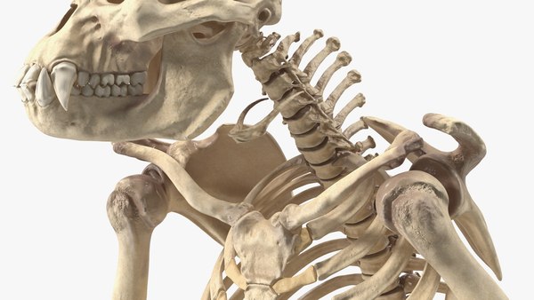 3D модель Коллекция скелетов животных - TurboSquid 2306179