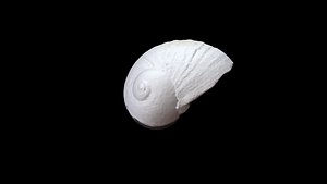 Seashell 009 3D CT scan model