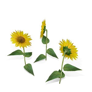 Low polygon sunflower