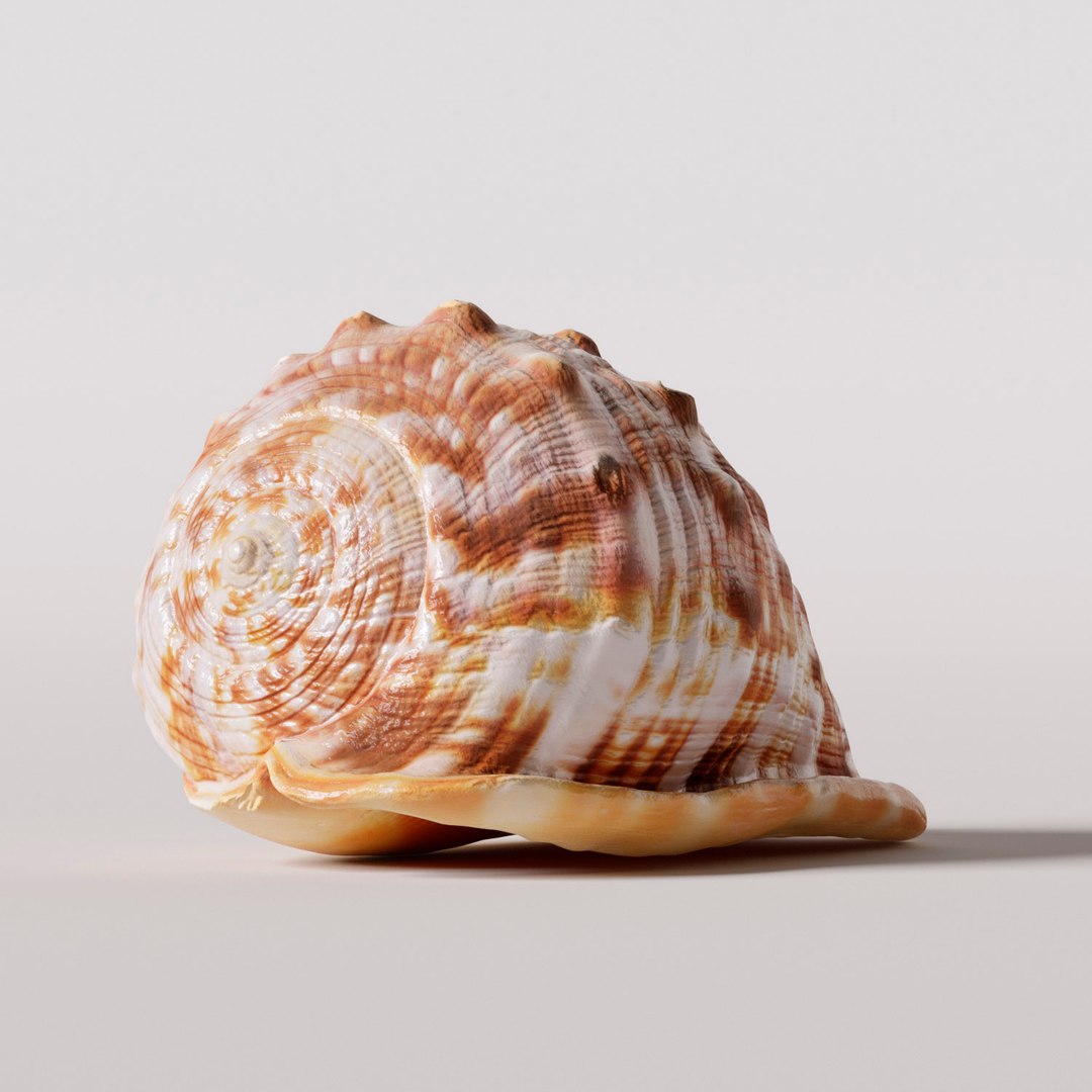 Cypraecassis rufa seashell model TurboSquid 1387280