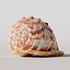 cypraecassis rufa seashell model