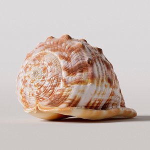Cypraecassis rufa seashell