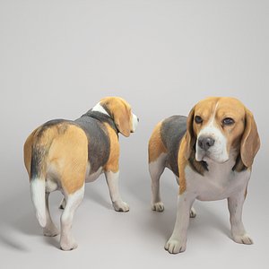 Beagle dog 09 3D model