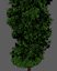 Cipres Tree