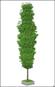 cipres tree 3D model