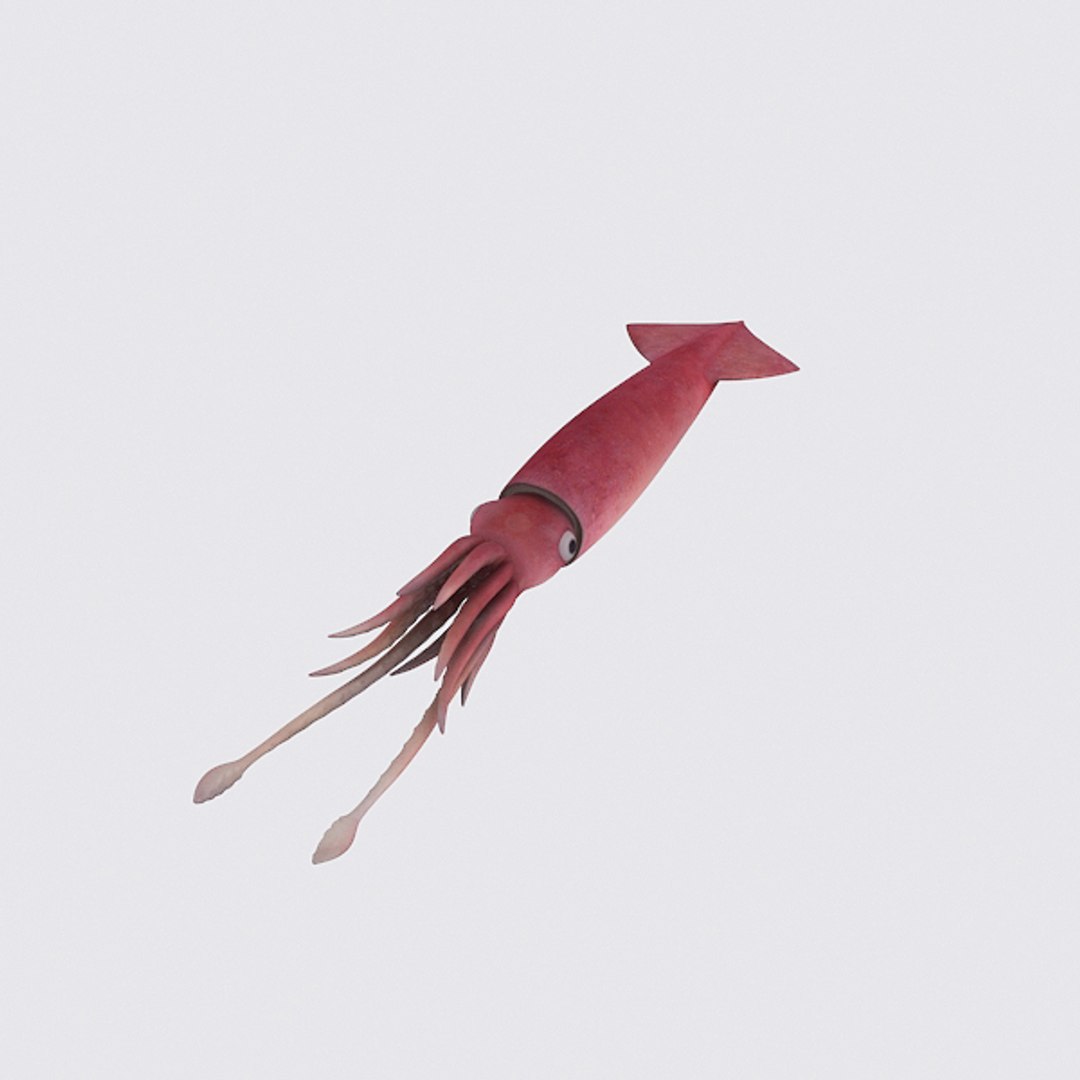 squid 3d model https://p.turbosquid.com/ts-thumb/TY/LZKTiu/dRjEYU0a/squid7/jpg/1371042887/1920x1080/fit_q87/d2388032d7ccd3e6e0ebc020c57b5931f0e6efd2/squid7.jpg