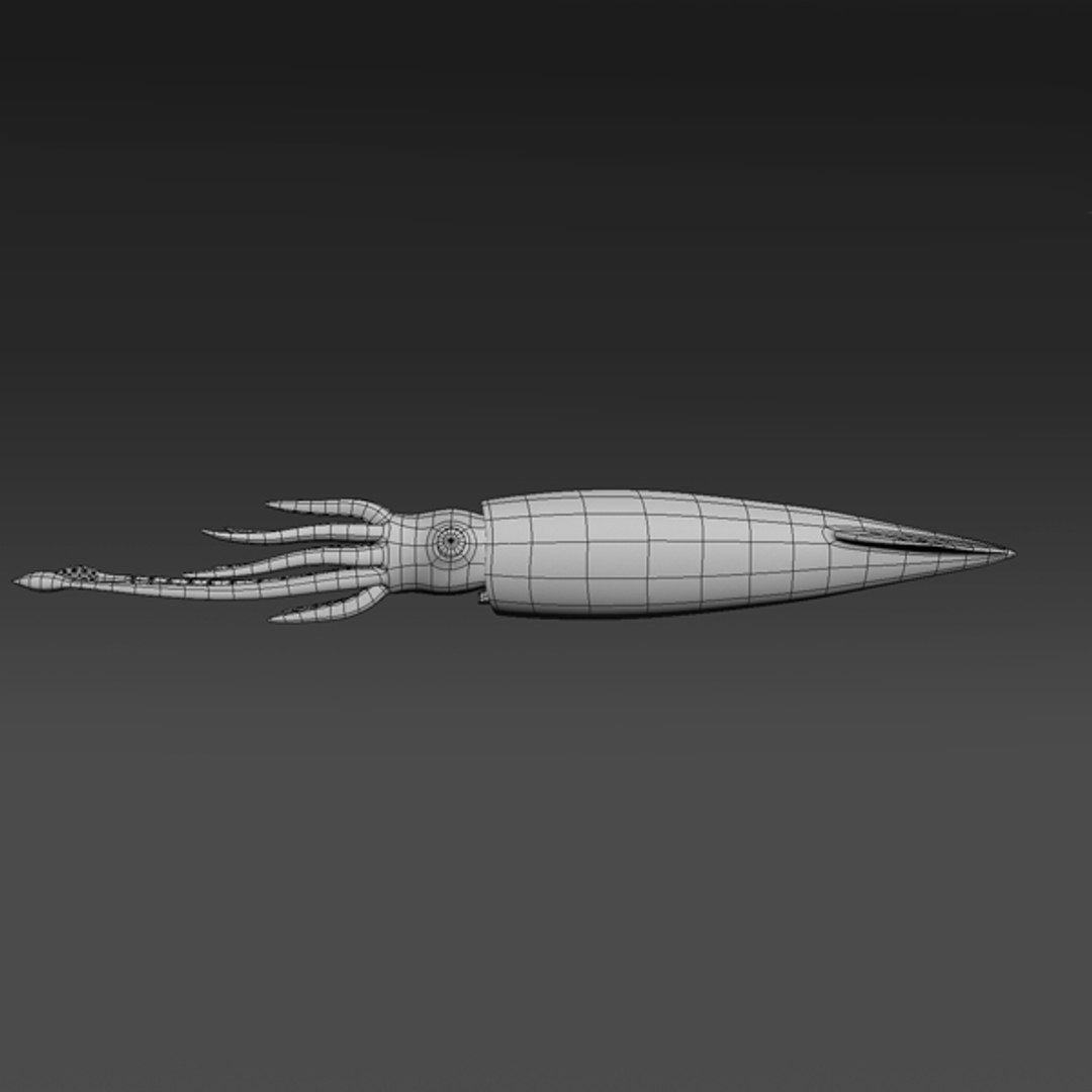 Squid 3d Model