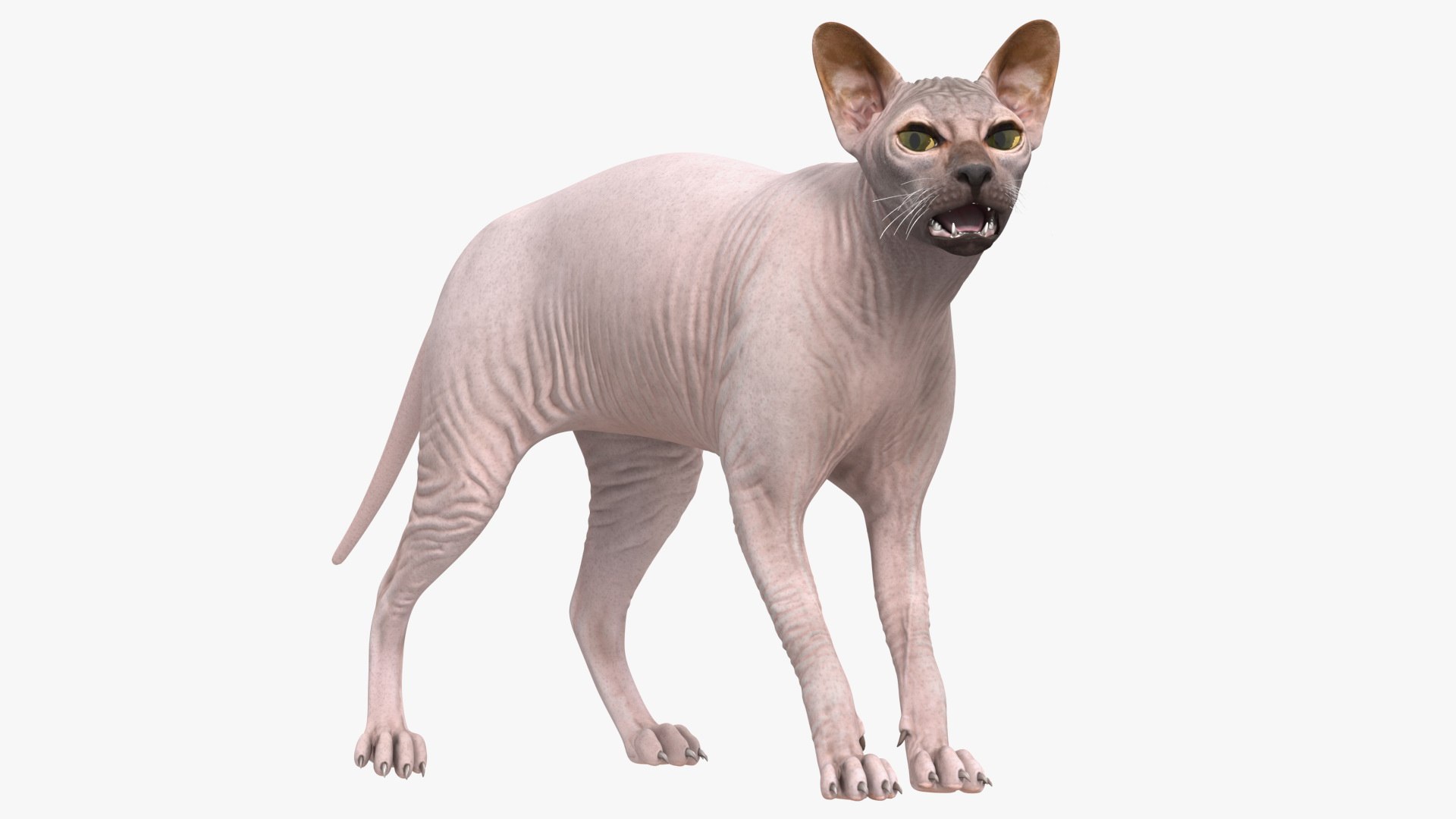 Dark Cream Sphynx Cat Rigged for Modo 3D model preview