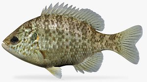 3d model lepomis microlophus redear sunfish