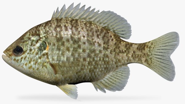 modelo 3d Lepomis microlophus Redear Sunfish - TurboSquid 970860