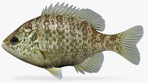 Lepomis microlophus Redear Sunfish