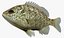 3d model lepomis microlophus redear sunfish
