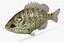 3d model lepomis microlophus redear sunfish