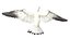 Seagull Fur Animated Rigged 3D