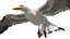 Seagull Fur Animated Rigged 3D